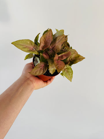 Syngonium Pink Perfection - Rare Syngonium - 4
