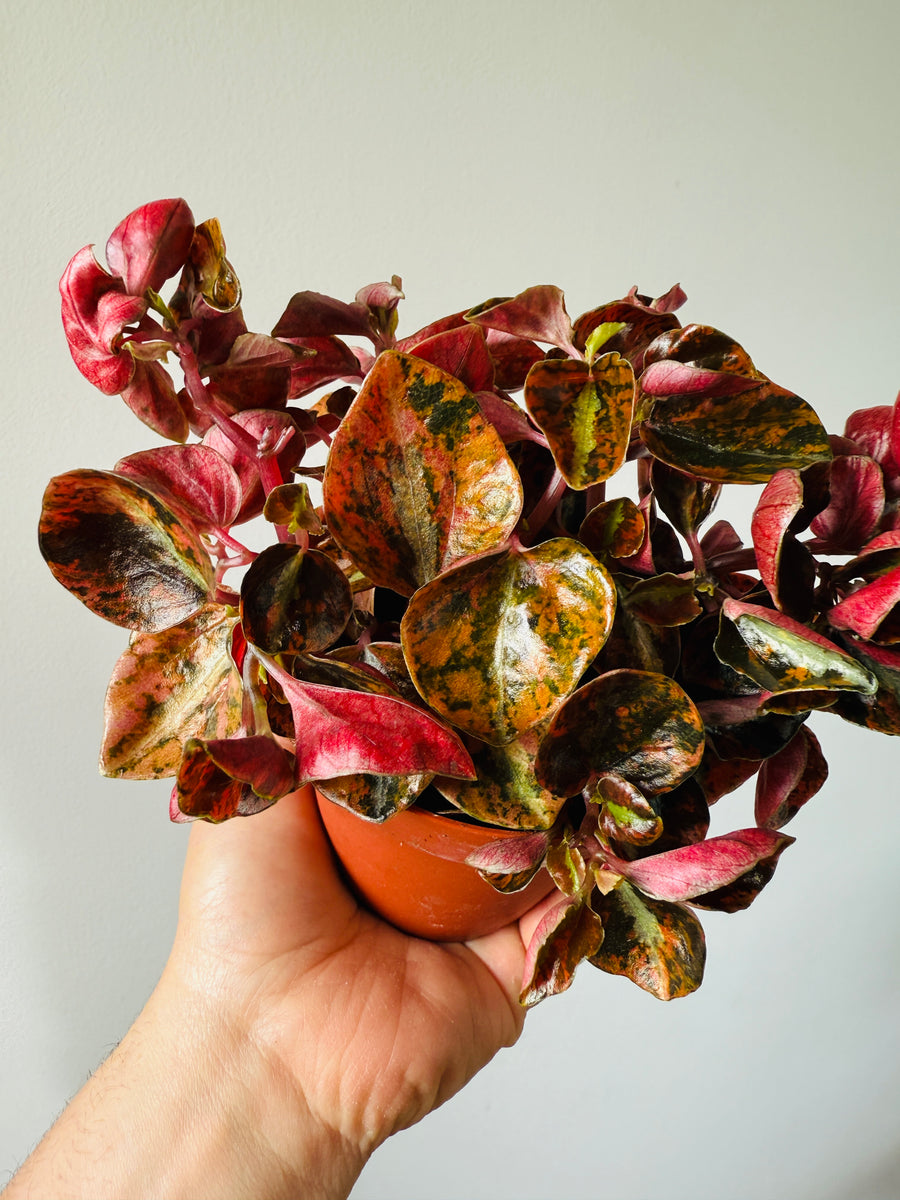 Peperomia Metallica ‘Creme Brulee’ - 4