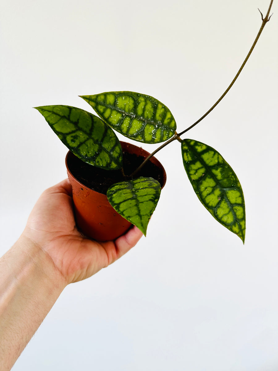 Hoya Callistophylla 'Black Cat' - Buntok Forest Hoya - 4” Pot