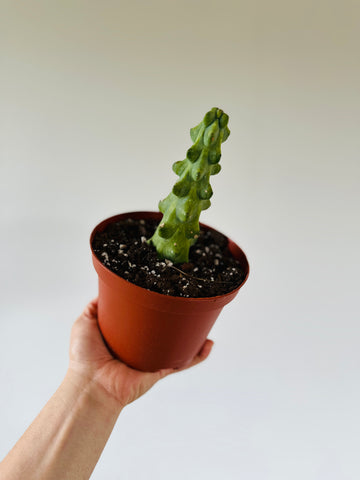 Boobie Cactus - Myrtillocactus Geometrizans Fukurokuryuzinboku - 6