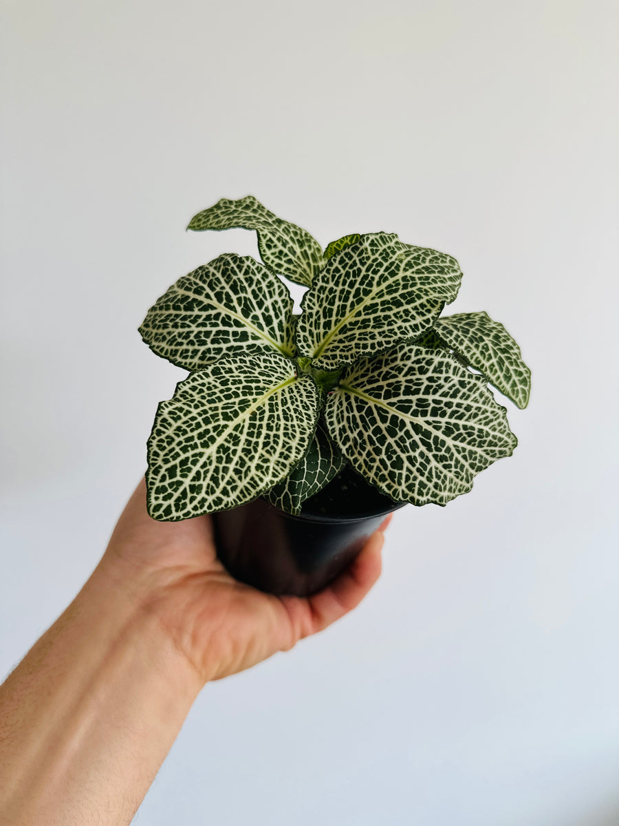 Fittonia White 'Large Leaf' - 4