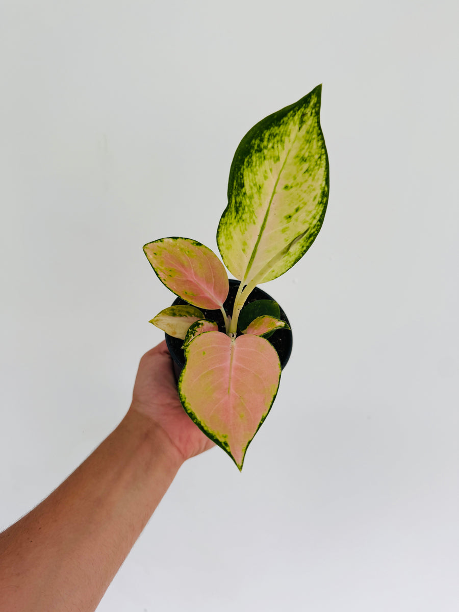 Aglaonema White Mona Lisa - 4