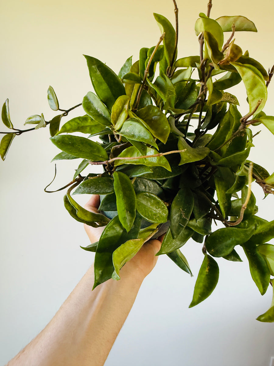 jade hoya plant Hoya Carnosa 'H8’ - Cutback Mother Plants