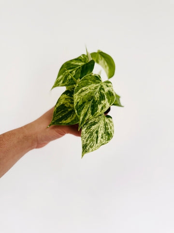 Philodendron Hederaceum ‘Variegated’ - 3” Pot