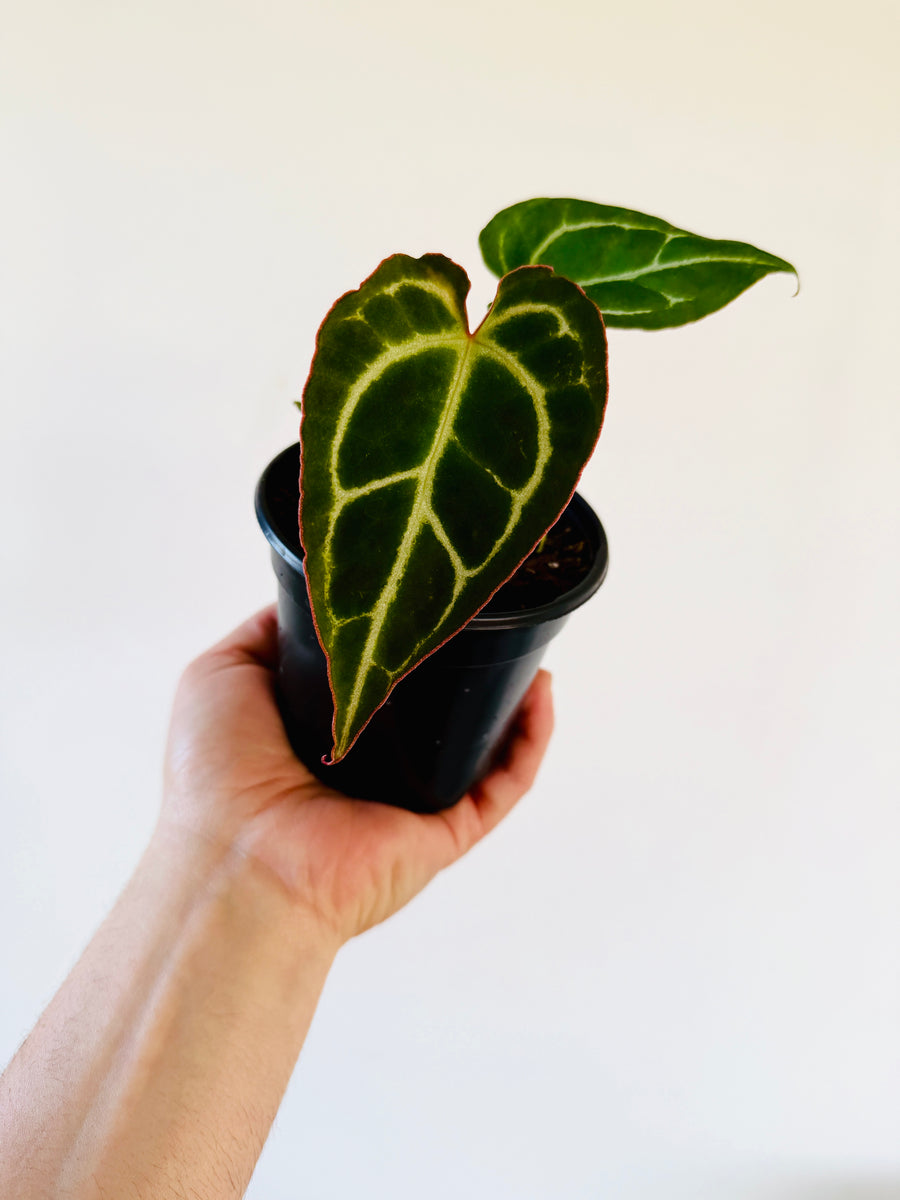 Anthurium Crystallinum x Ace of Spades - Hybrid Anthurium - 4