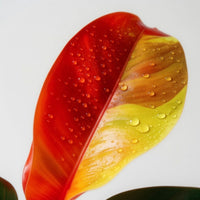 Philodendron Red Moon – Brumley & Bloom