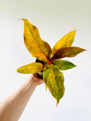 Philodendron Orange Marmalade - High Variegation- 5