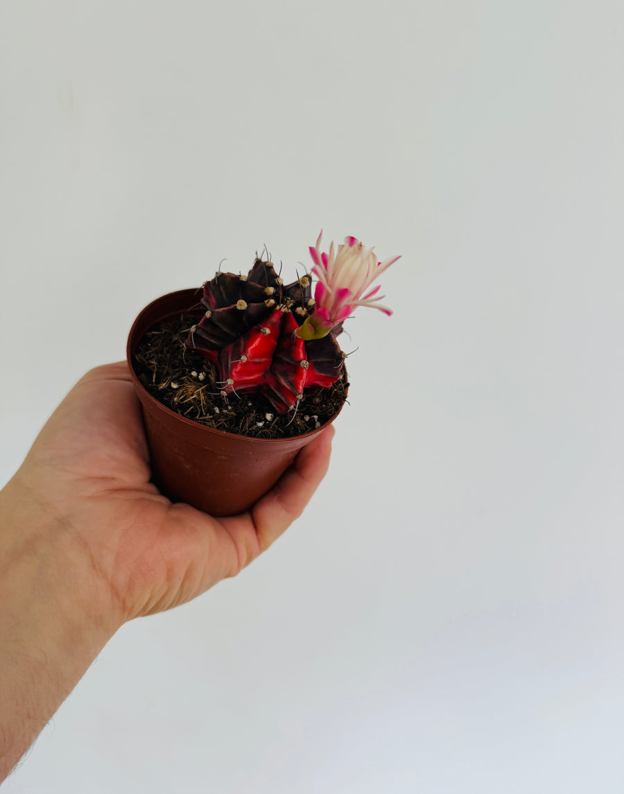 Colorball Cactus - Gymnocalycium Mihanovichii Variegated - 2” Pot