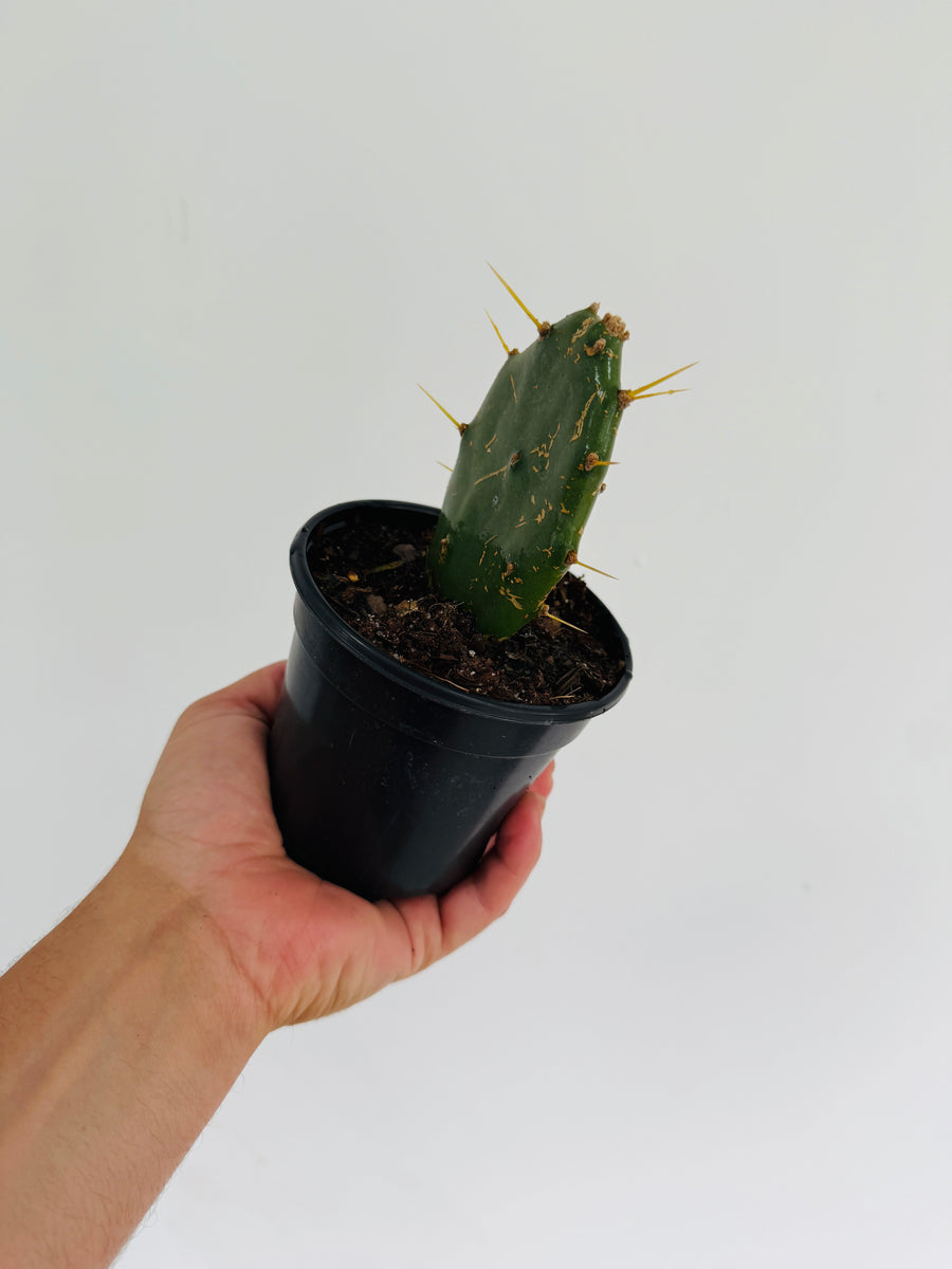 Pear Cactus - 4” Pot