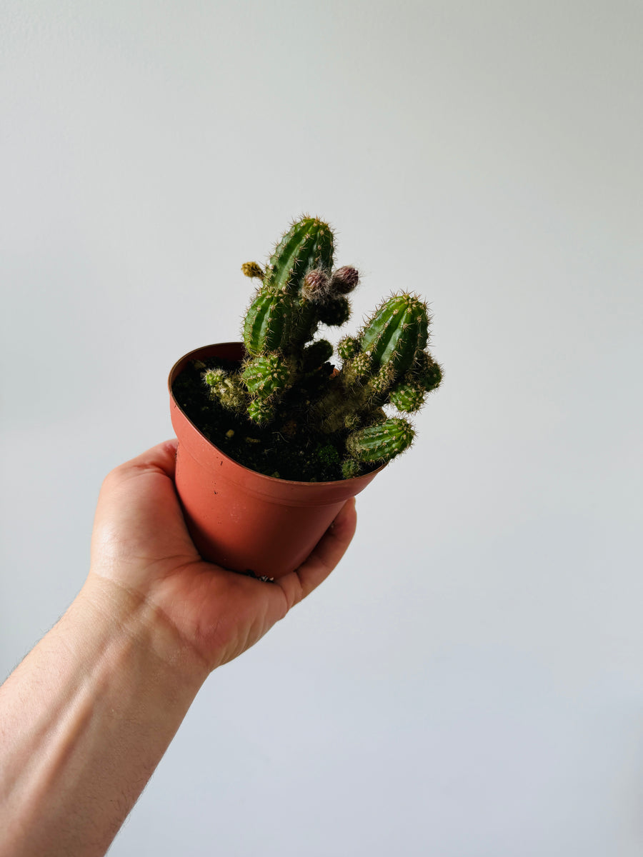 Peanut Cactus - 4