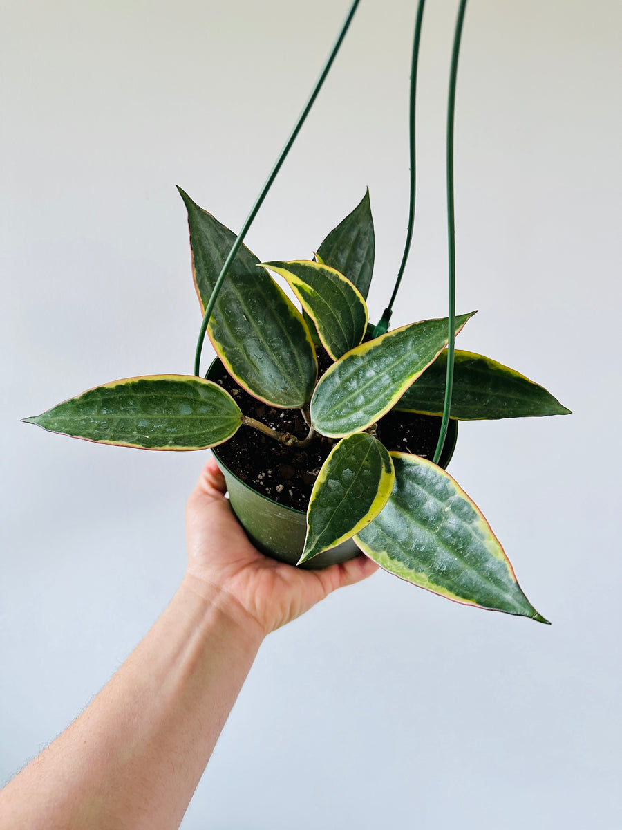 Hoya Macrophylla 'Outer Variegated' - 6