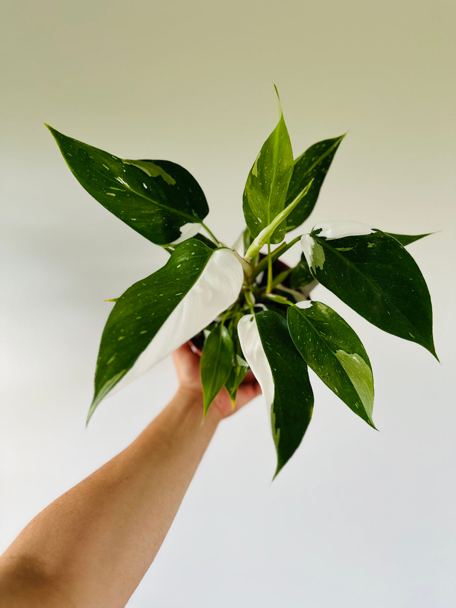 Philodendron White Princess - High Variegation - 6” Pot