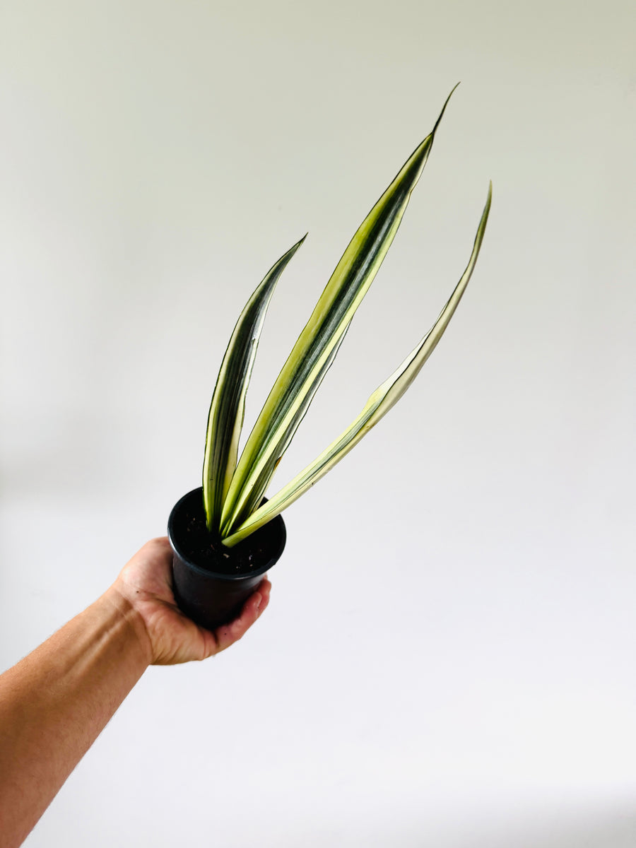 Sansevieria Bantel's Sensation - High Variegation - 4