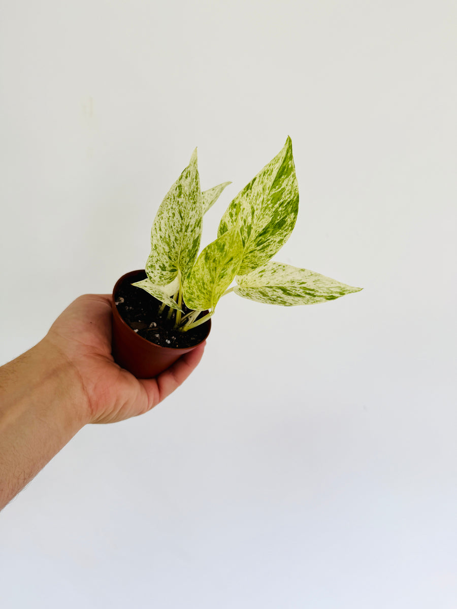 Pothos Alice - Terunoworld Pothos - Japanese Pothos - 3” Pot - LIMIT: One Per Customer