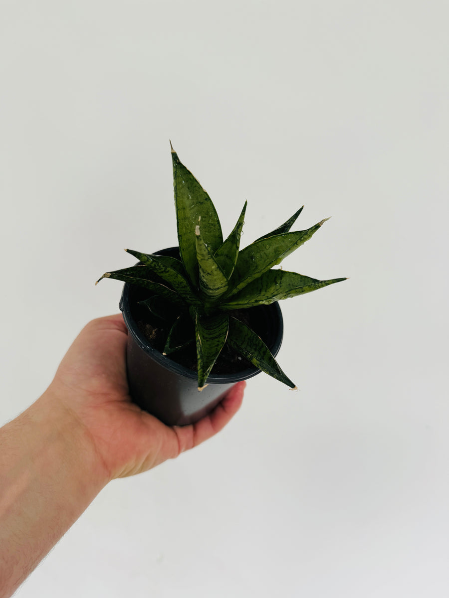 Sansevieria Manee Tower - 4" Pot  Brumley & Bloom