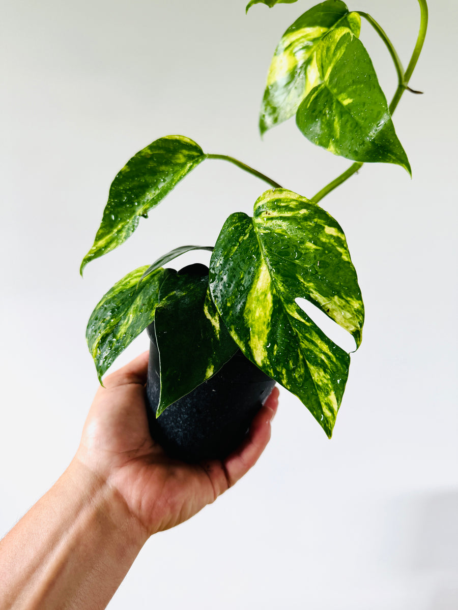 Epipremnum Pinnatum ‘Sunburst’ - 4