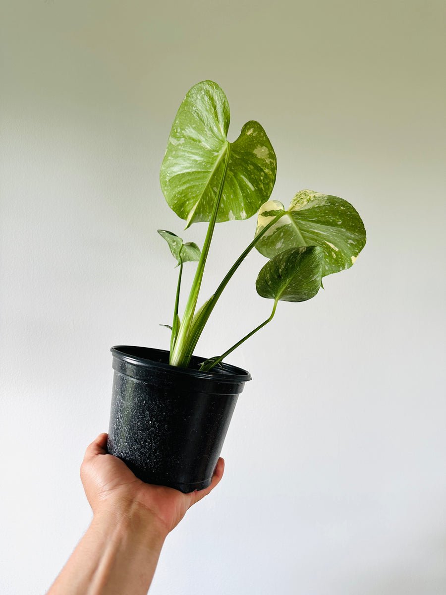 Monstera Thai Constellation - High Variegation - 6