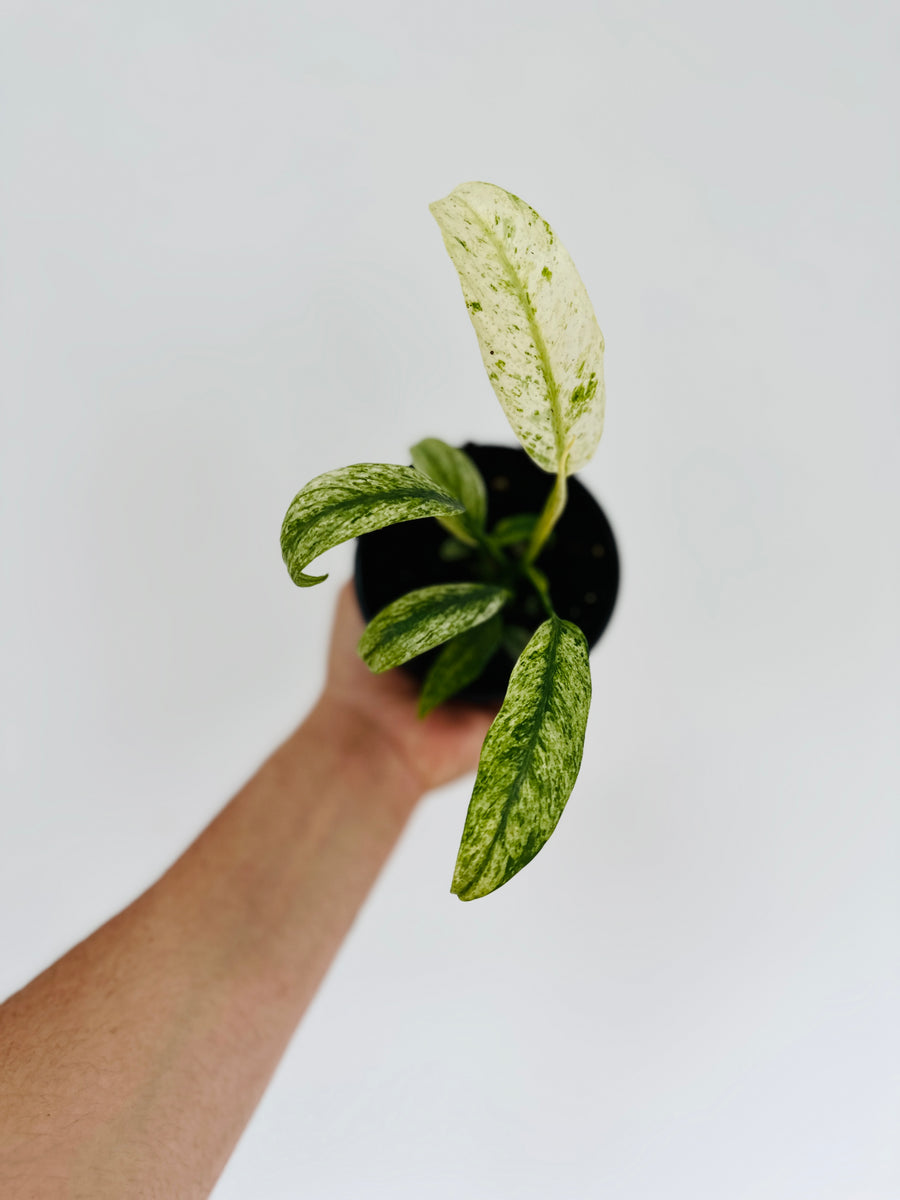 Epipremnum Giganteum Marble Variegated - Rare Pothos - 4” Pot