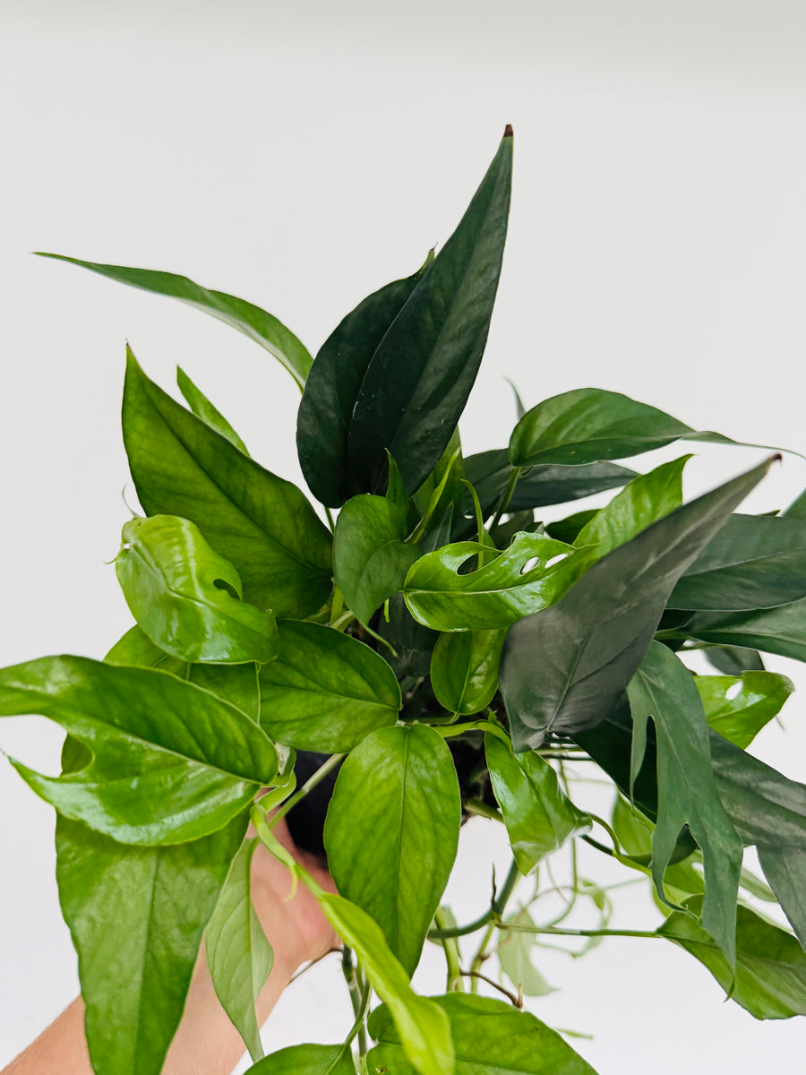 Epipremnum Pinnatum 'Cebu Dark Form' - 6” Pot