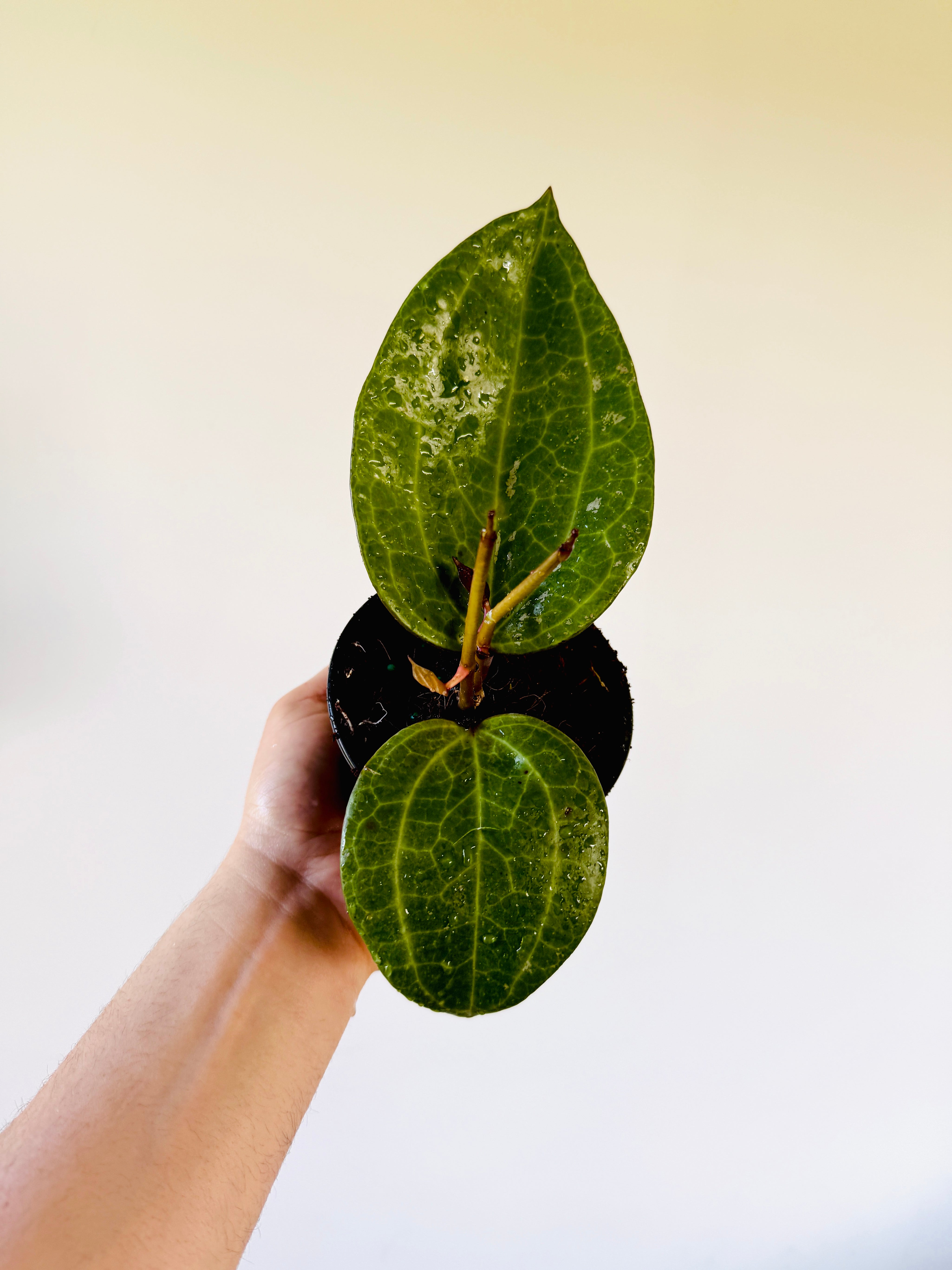 観葉ホヤ　珍種　Hoya sulawesi GPS 8867 サクララン 大苗 AA1412E8-D45F-42B9-812D-