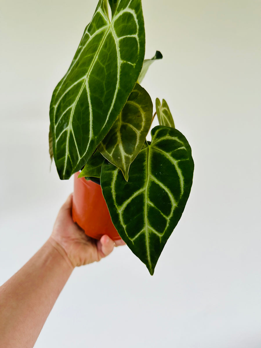 Anthurium Clarinervium x Papillilaminum - Hybrid Anthurium - 6