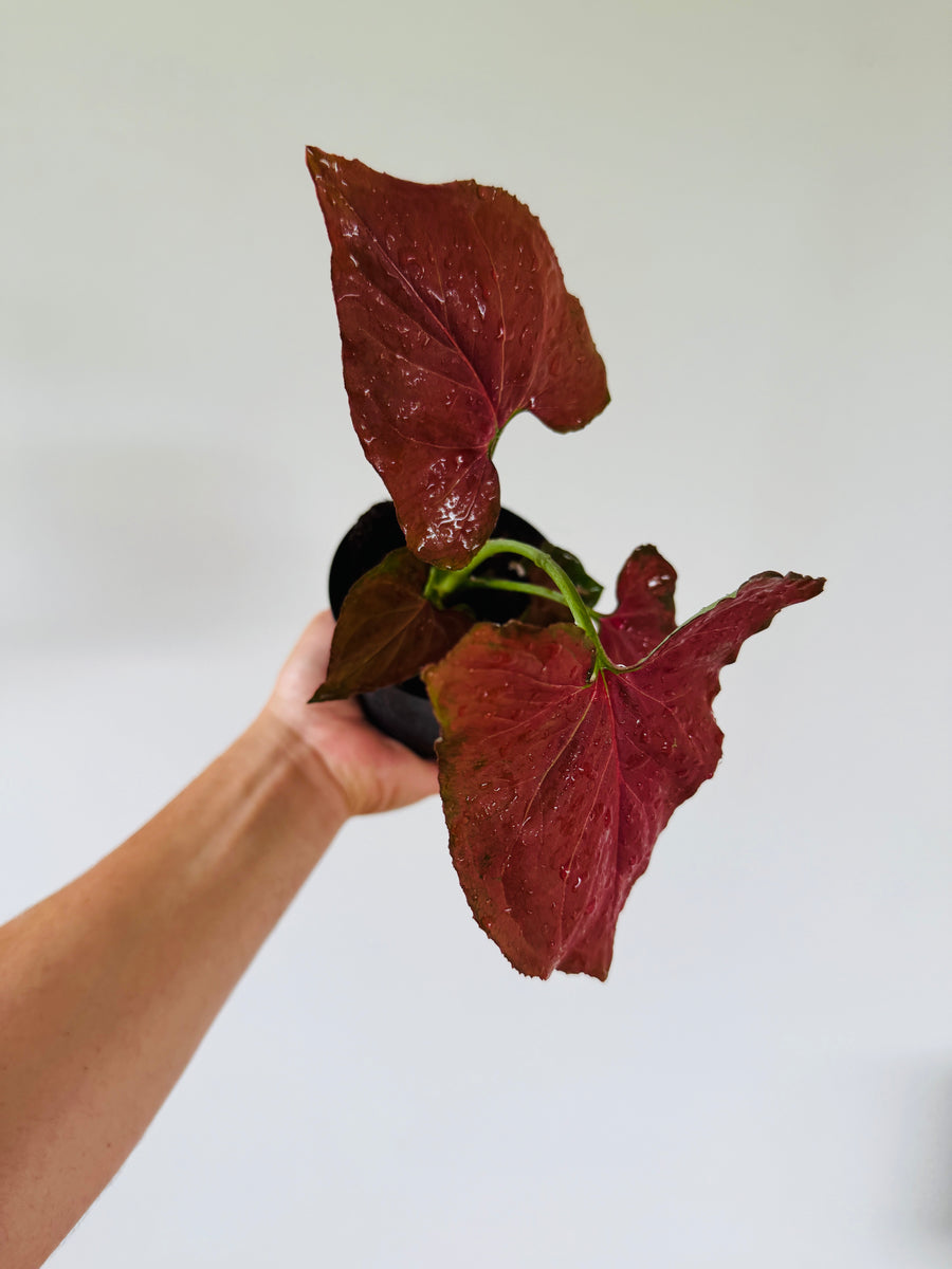 Syngonium Orm Nak Red - 4