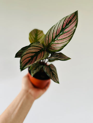 Calathea Majestica 'White Star' - 4