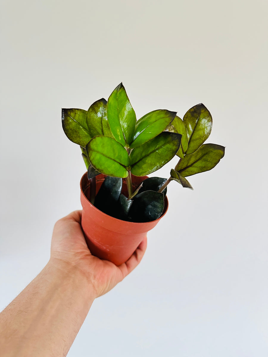 oscura zz plant ZZ 'Oscura' - New Black ZZ Cultivar