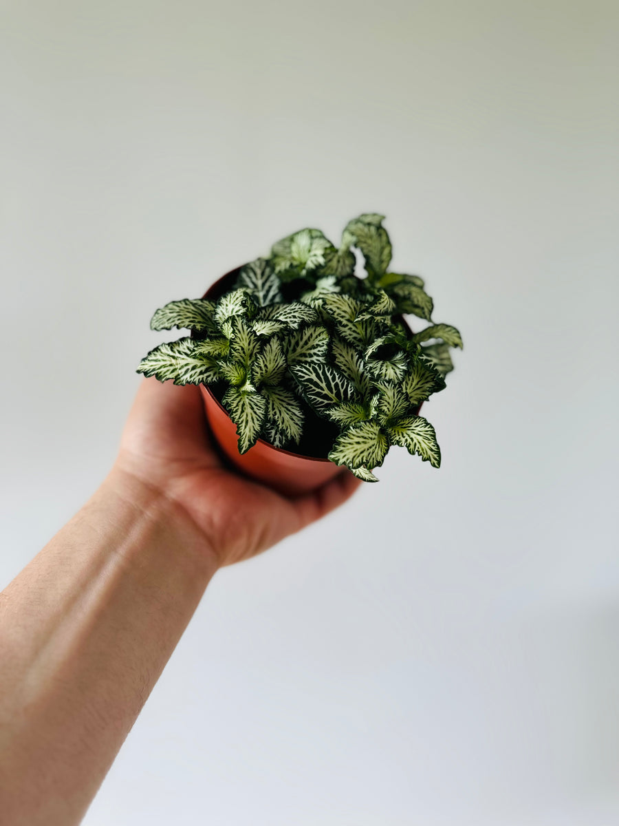 Fittonia White Star- 4