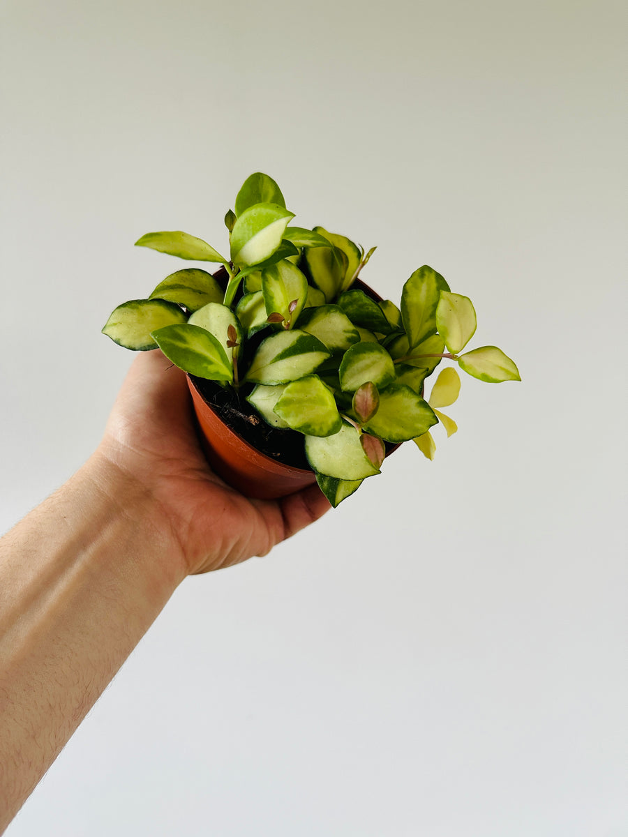 Hoya Heuschkeliana Variegata H21 - 4