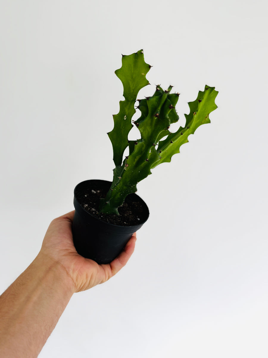 Euphorbia Lactea 'Dragon Bones' - Dragon Bone Cactus - 6