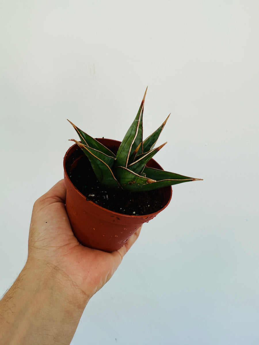 Sansevieria Pinguicula - 4