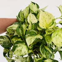 pothos mother plant Pothos Harlequin - Cutback Mother Plants