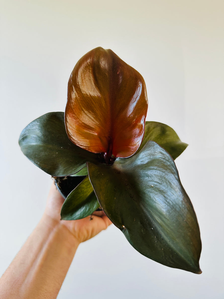Philodendron Red Heart - Philodendron Hybrid - 4
