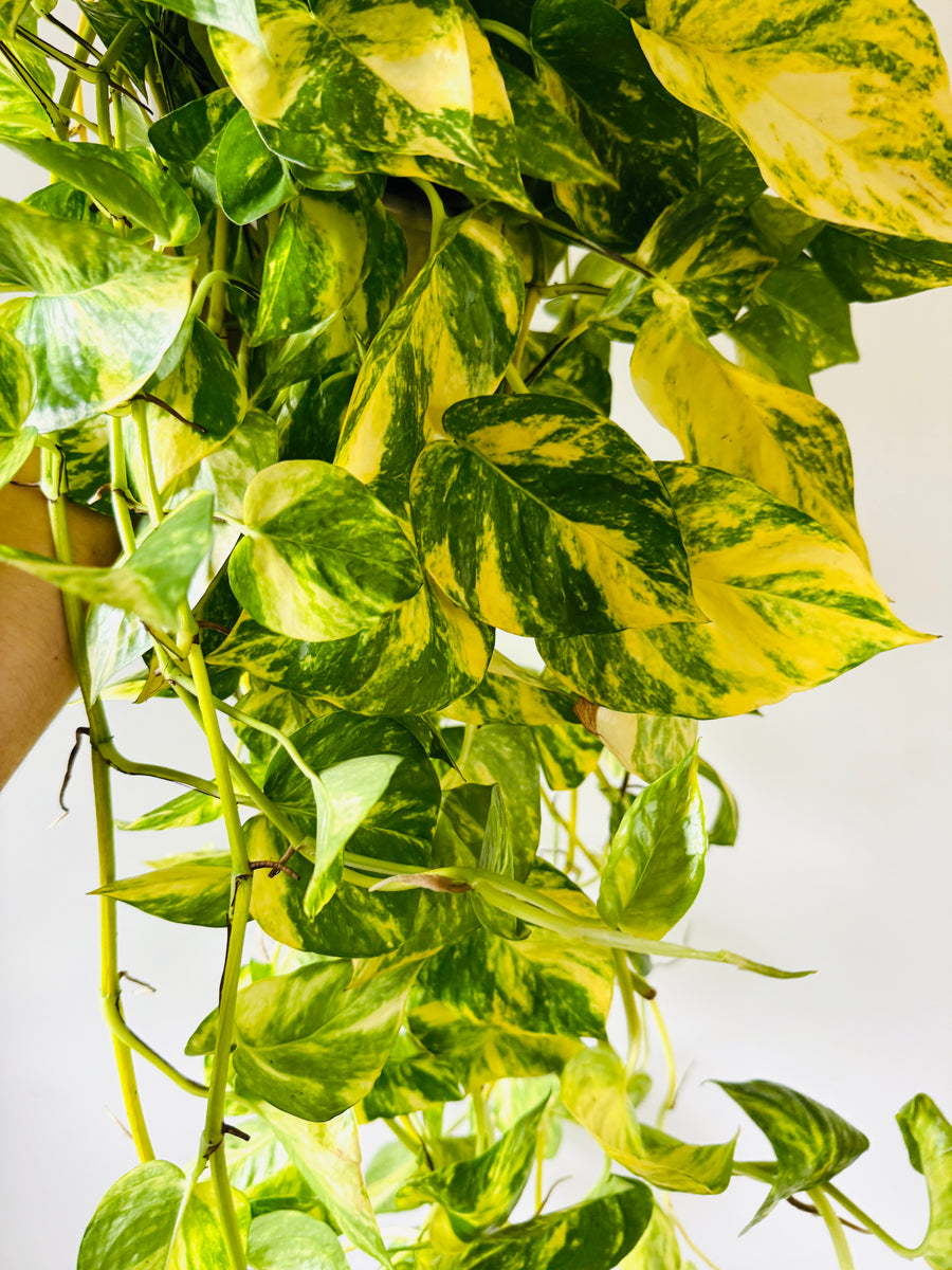 Pothos Churchill's Gold - Cascading with 4+ Feet Vines - 8