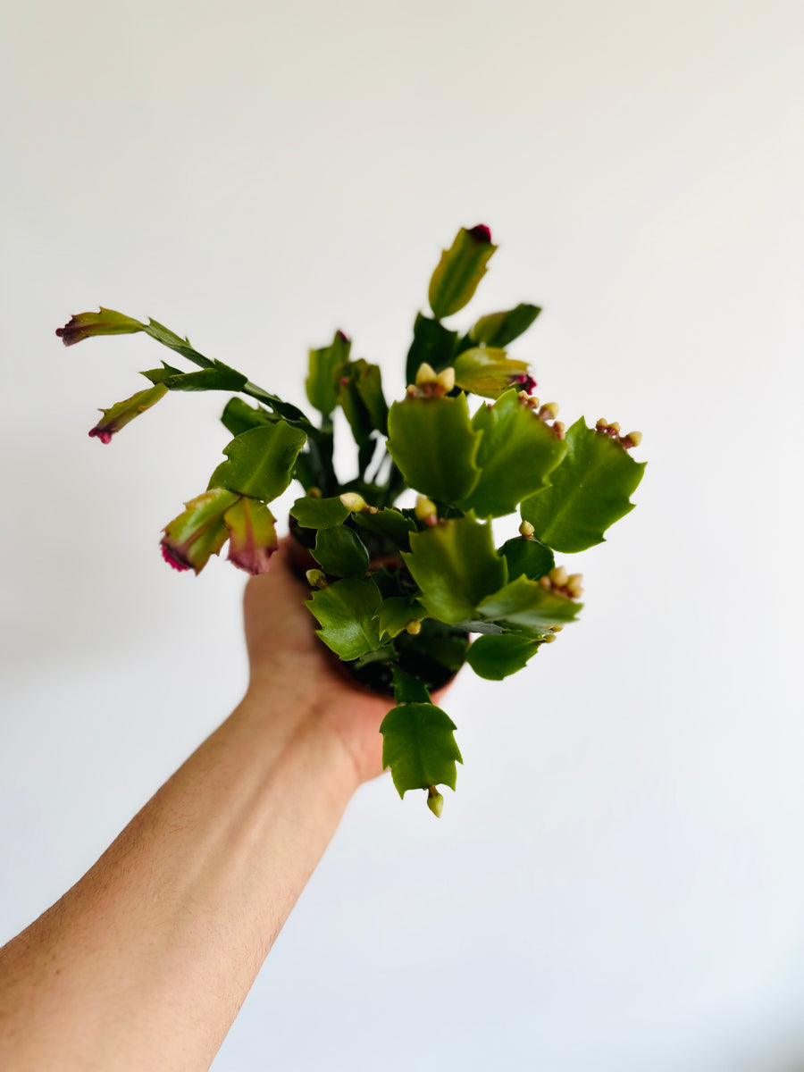 Christmas Cactus - Schlumbergera Zygocactus  - 3