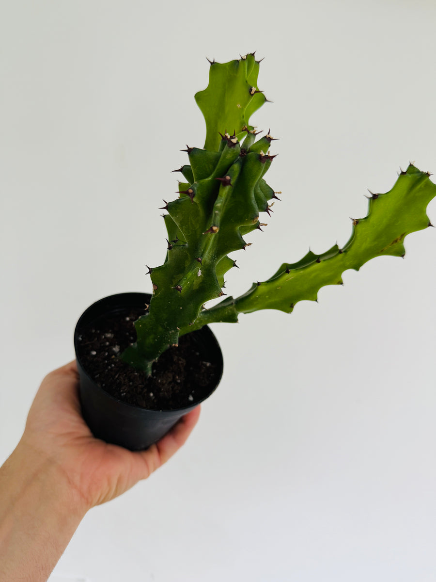 Euphorbia Lactea 'Dragon Bones' - Dragon Bone Cactus - 6