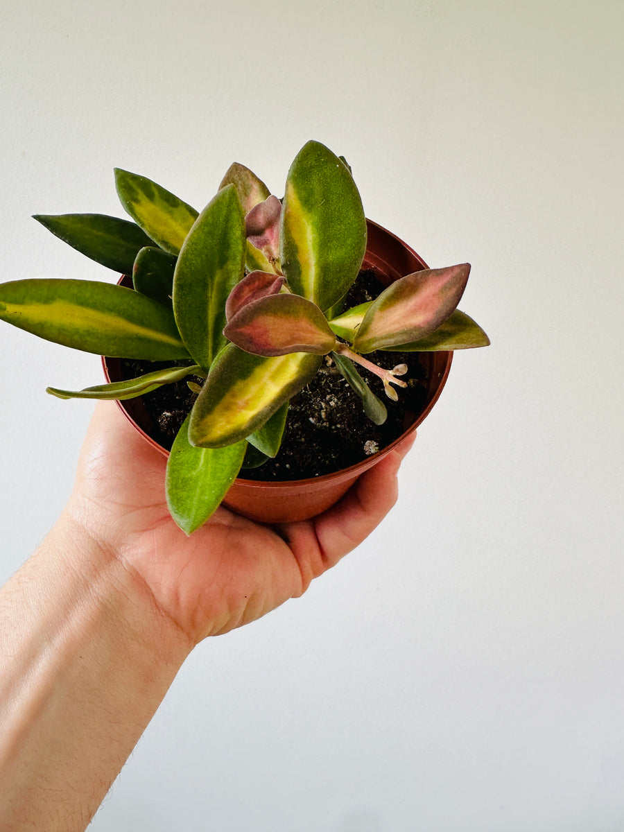 Hoya Burtoniae Tricolor - High Variegation - Honey Hoya - 4