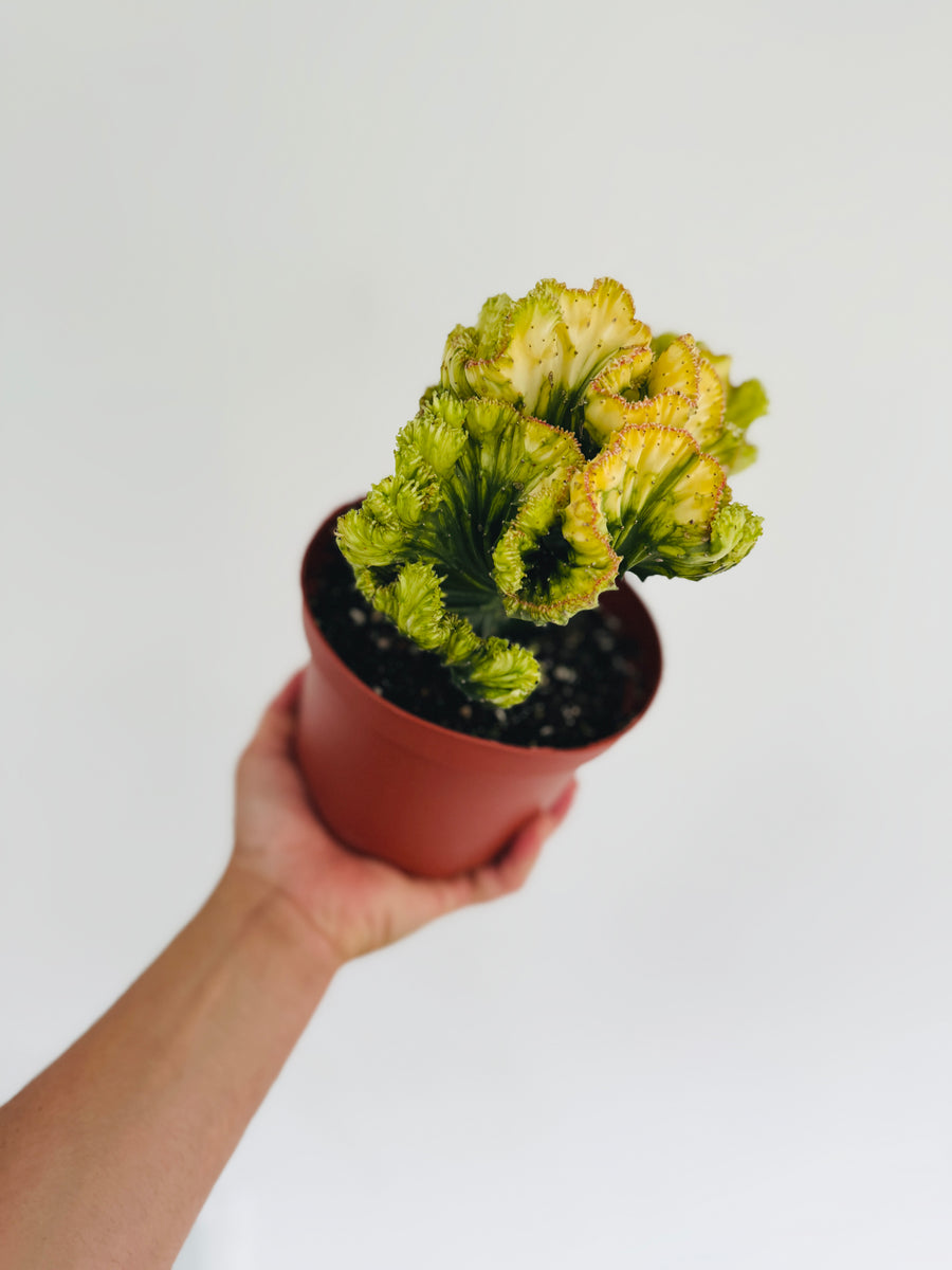 Euphorbia Cristata 'Aurea' - Lemon Coral Cactus - 6