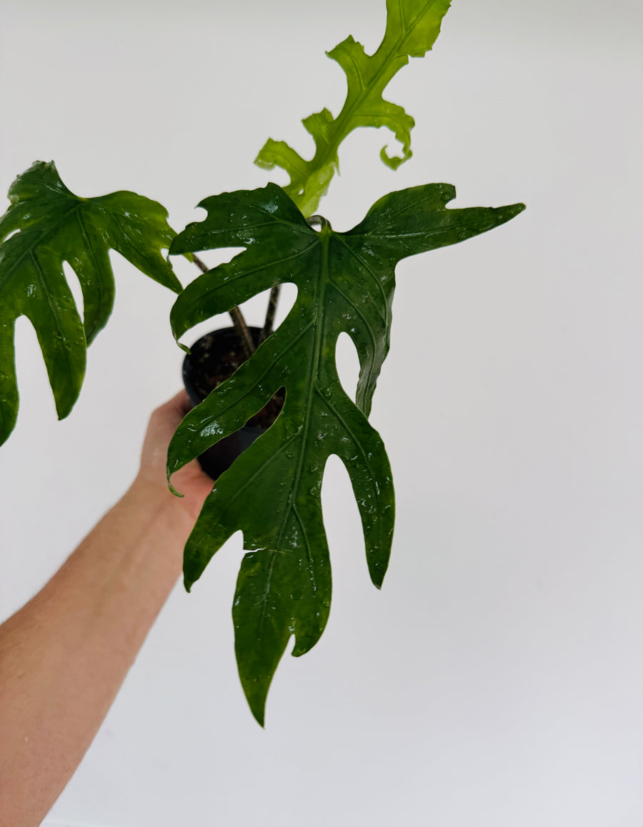 Alocasia Brancifolia 'Nishihira' - 4