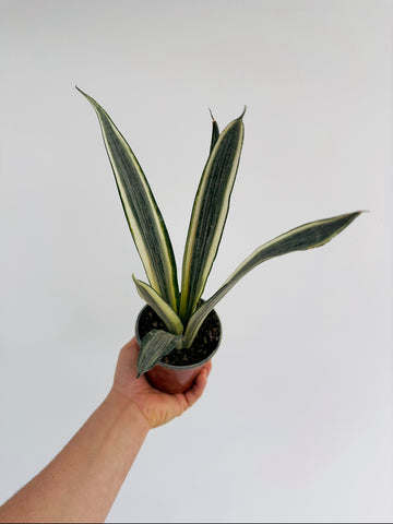 Sansevieria Bantel's Sensation - High Variegation - 4