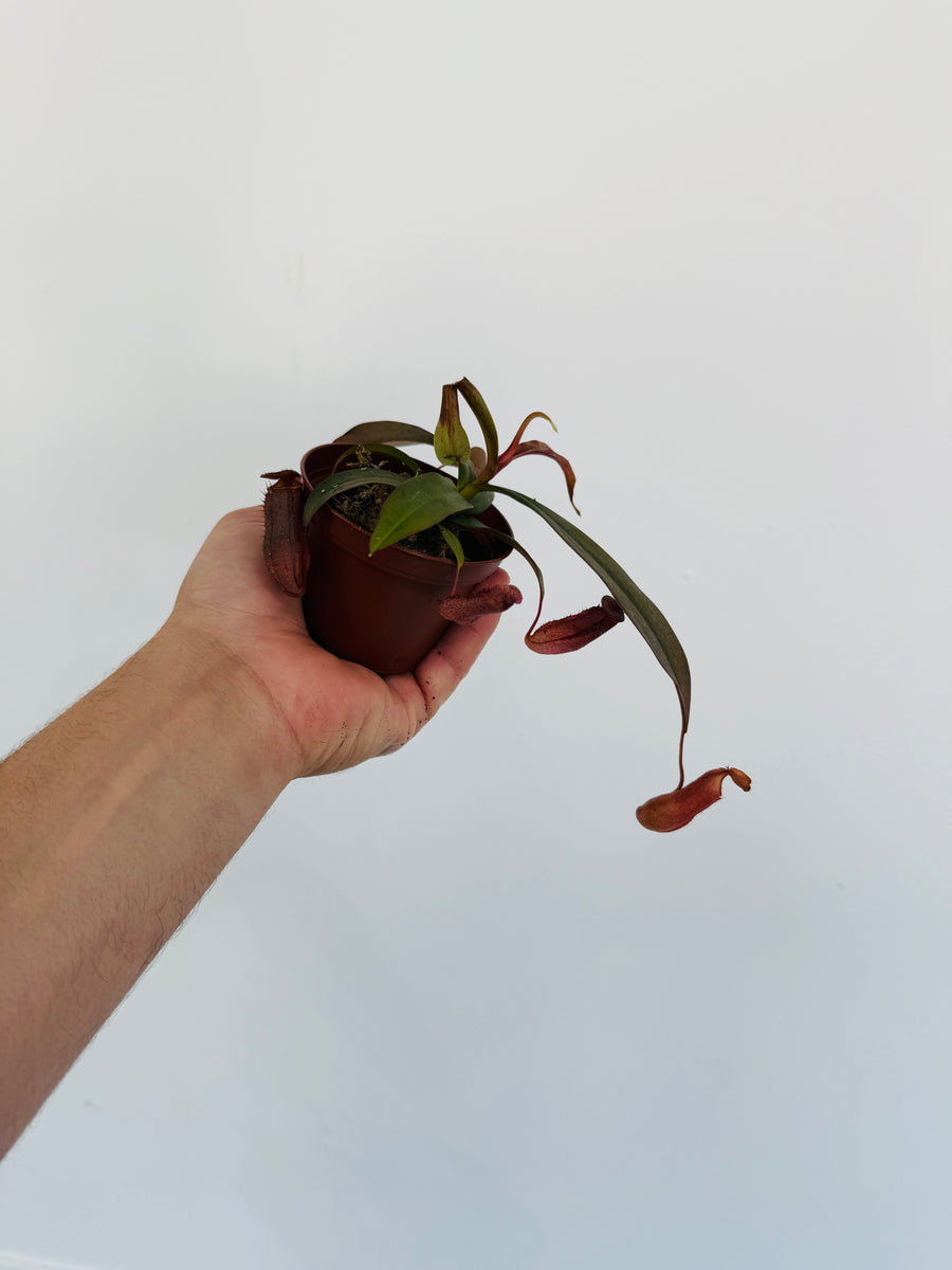 Pitcher Plant - Nepenthes 'Bloody Mary' - 2” Pot