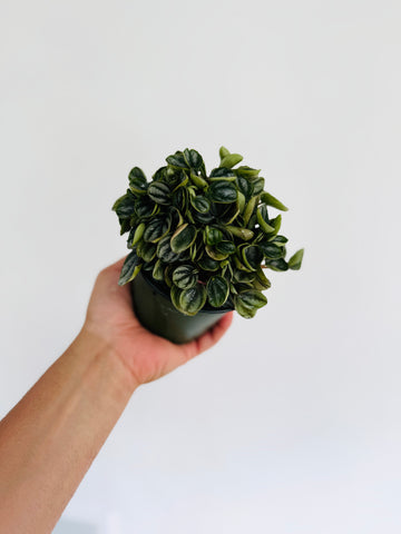 Peperomia Royal Princess - 4