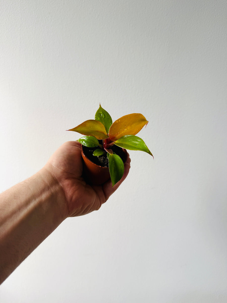 Philodendron Red Moon – Brumley & Bloom
