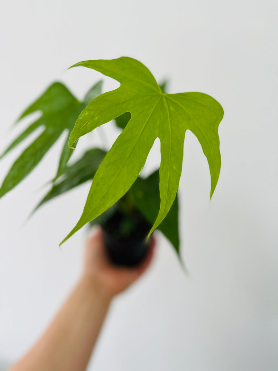 Anthurium Fingers - 4