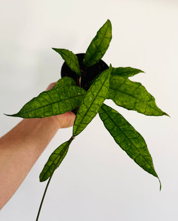 Hoya Finlaysonii 'Long Leaf' - 4