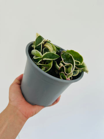 Hoya Compacta ‘Outer Variegated’ - 6