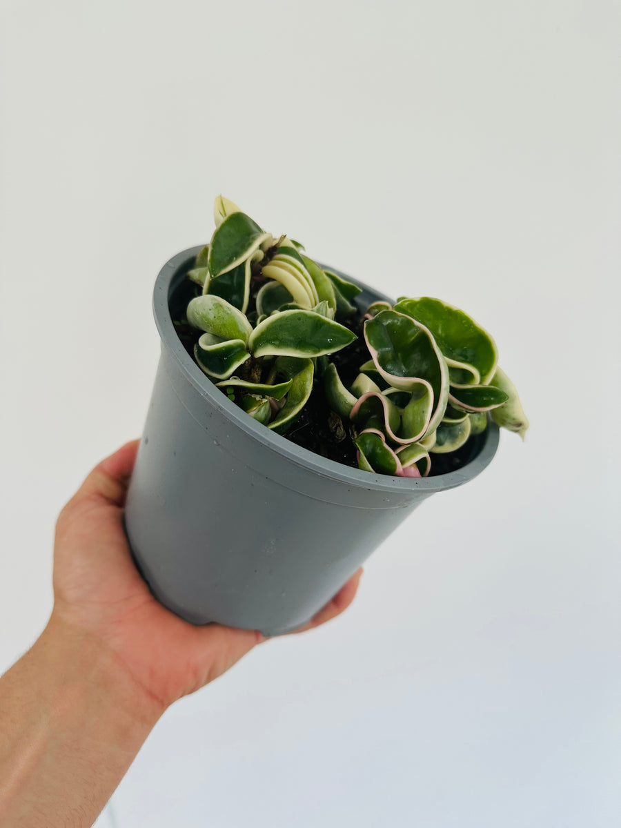 Hoya Compacta ‘Outer Variegated’ - 6