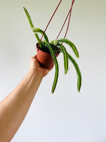 Dog's Tail Cactus - Aporocactus Flagelliformis  - 4