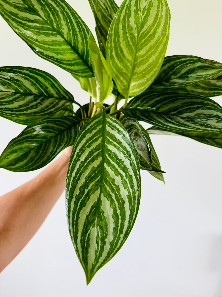 Aglaonema Stripes - 6